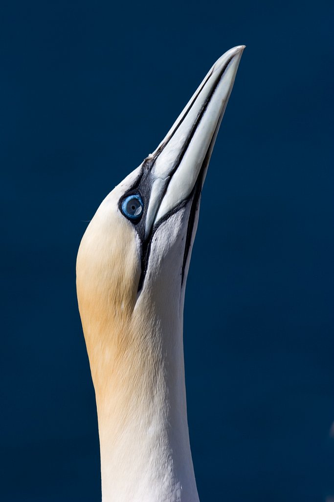 Jan Van Gent (Morus Bassanus)