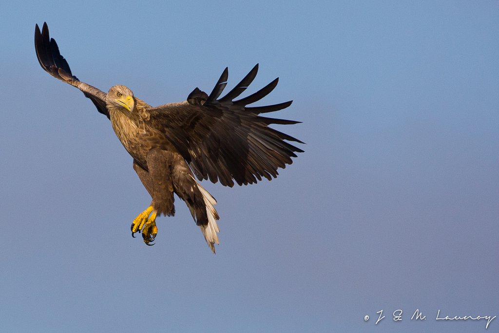 Zeearend_Haliaeetus albicilla