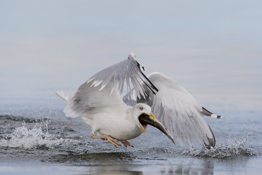 Zilvermeeuw_Larus argentatus