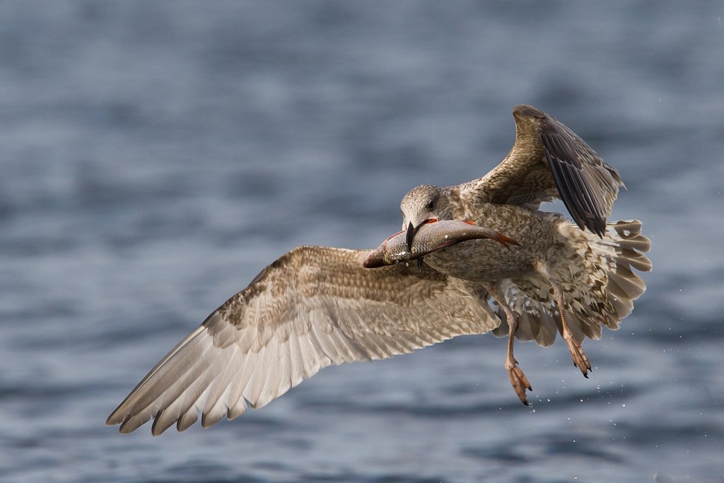 Zilvermeeuw_Larus argentatus