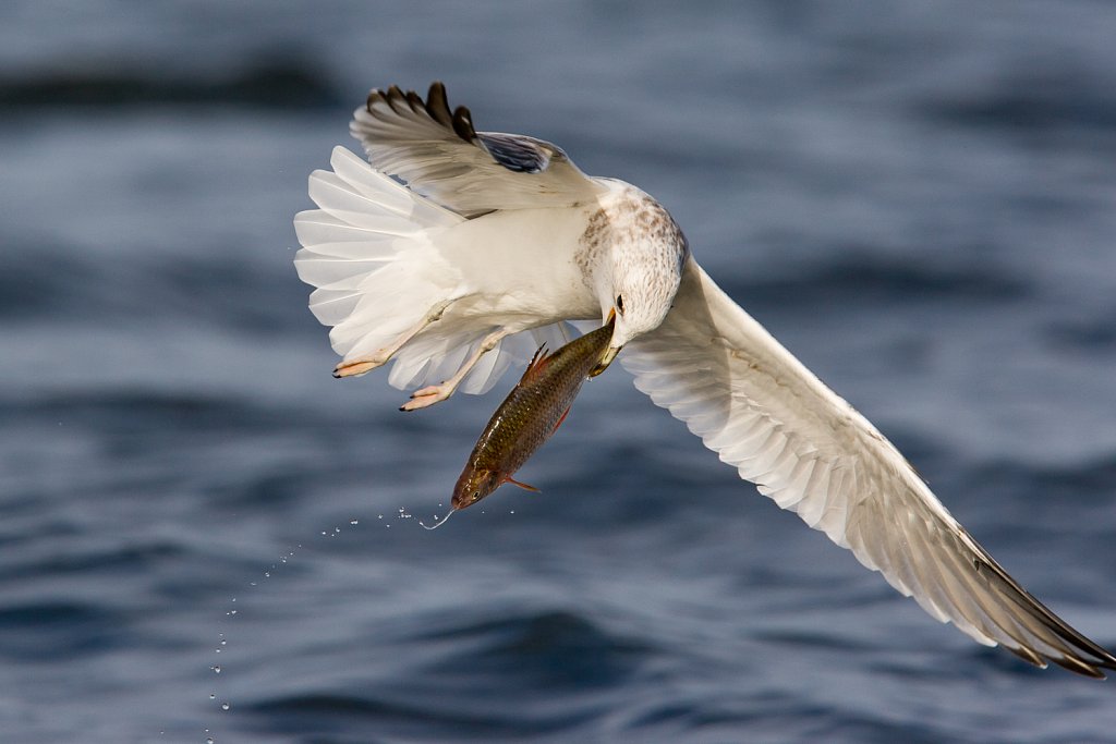 Stormmeeuw_Larus canus