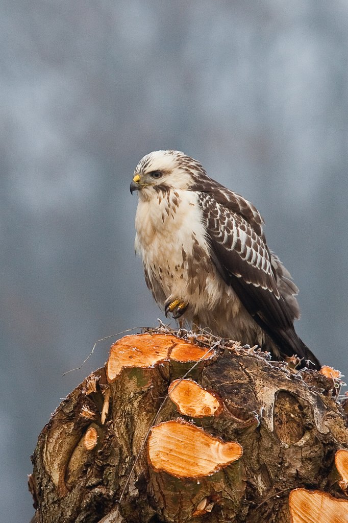 Buizerd_Buteo buteo