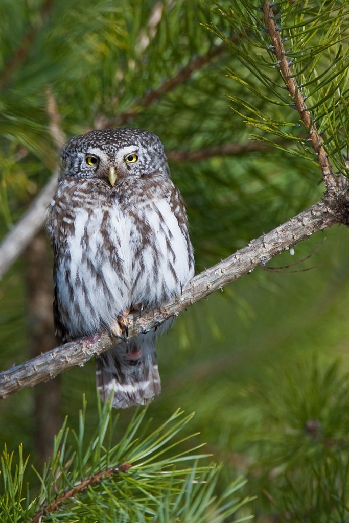 Dwerguil_Glaucidium passerinum