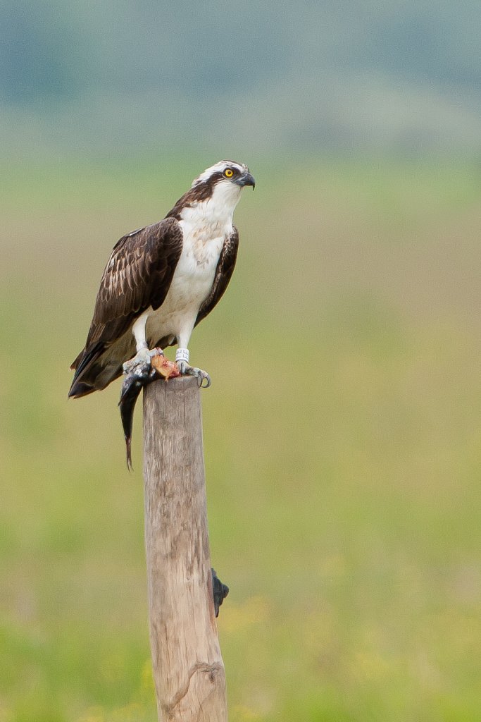 Visarend_Pandion haliaetus-met vis