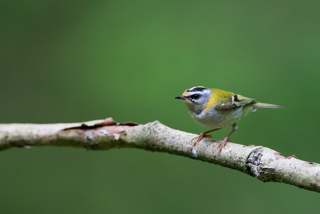 Vuurgoudhaan_Regulus ignicapillus