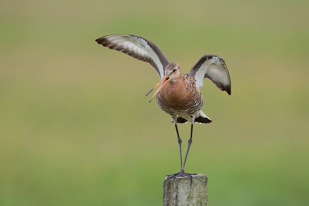 Grutto_Limosa limosa