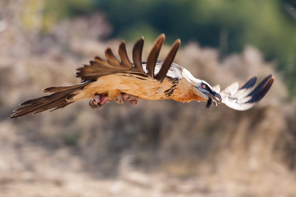 Lammergier_Gypaetus barbatus_adult