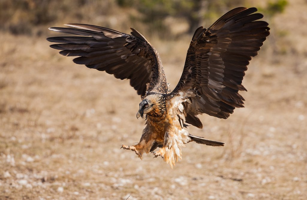 Lammergier_Gypaetus barbatus