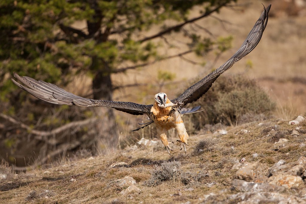 Lammergier_Gypaetus barbatus