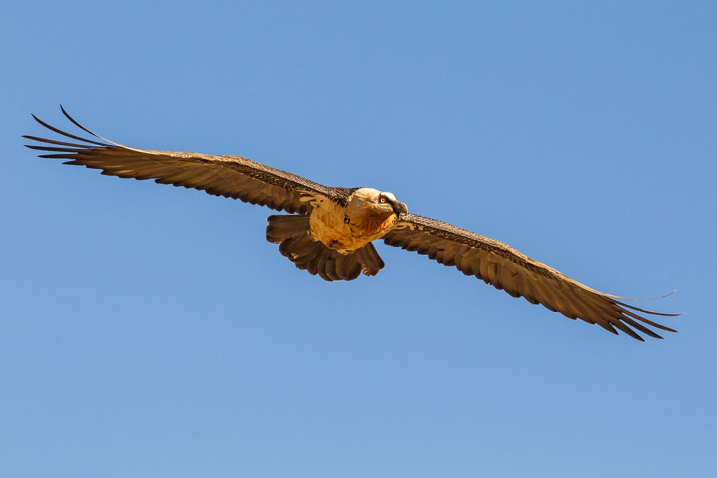 Lammergier_Gypaetus barbatus