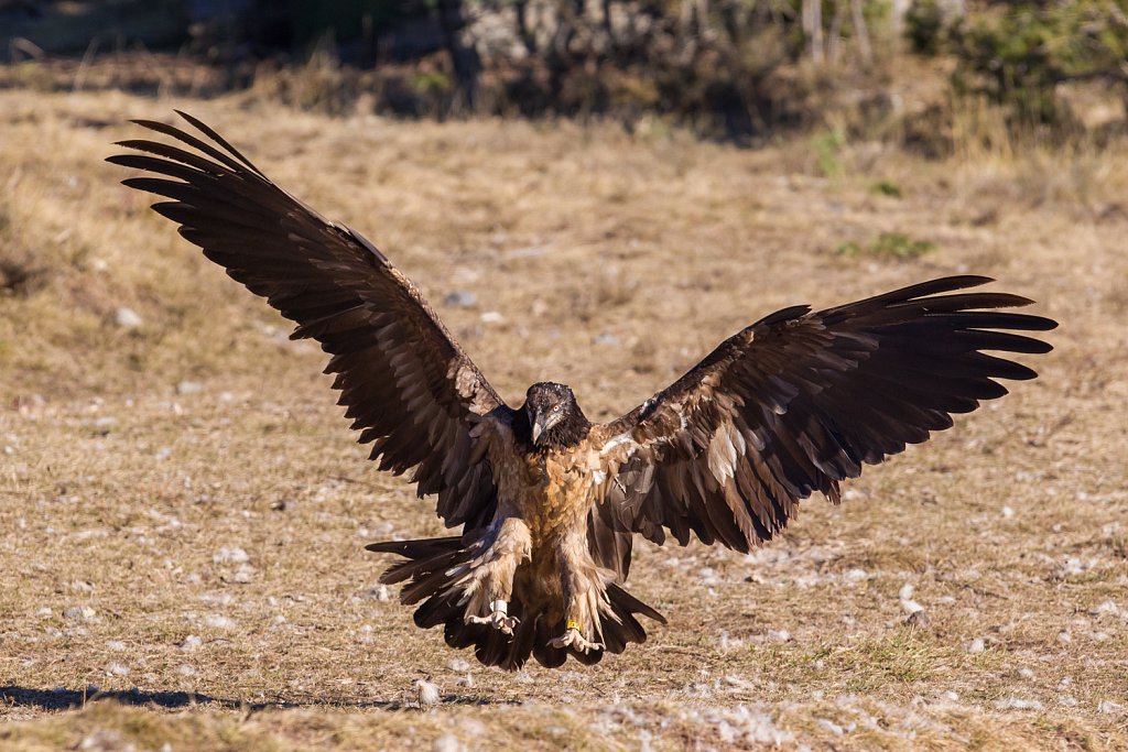 Lammergier_Gypaetus barbatus