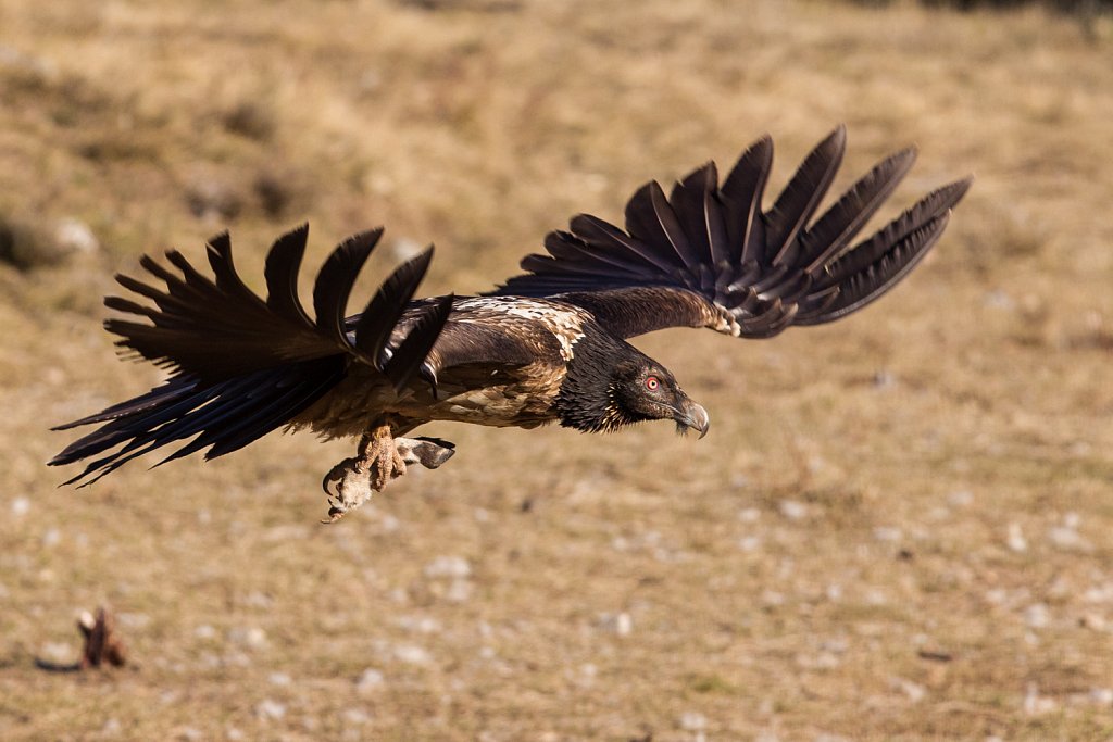 Lammergier_Gypaetus barbatus