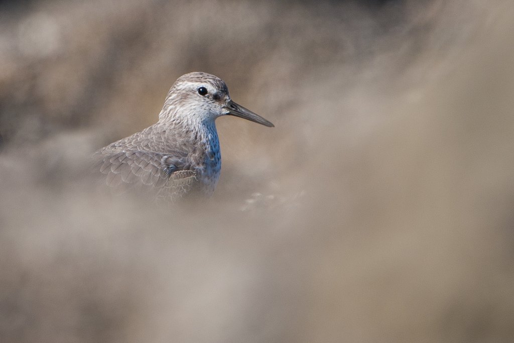 Kanoet_Calidris canutus