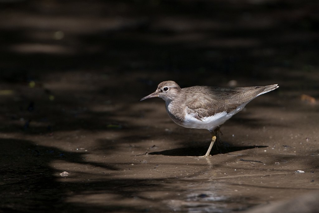 Oeverloper_Actitis hypoleucos