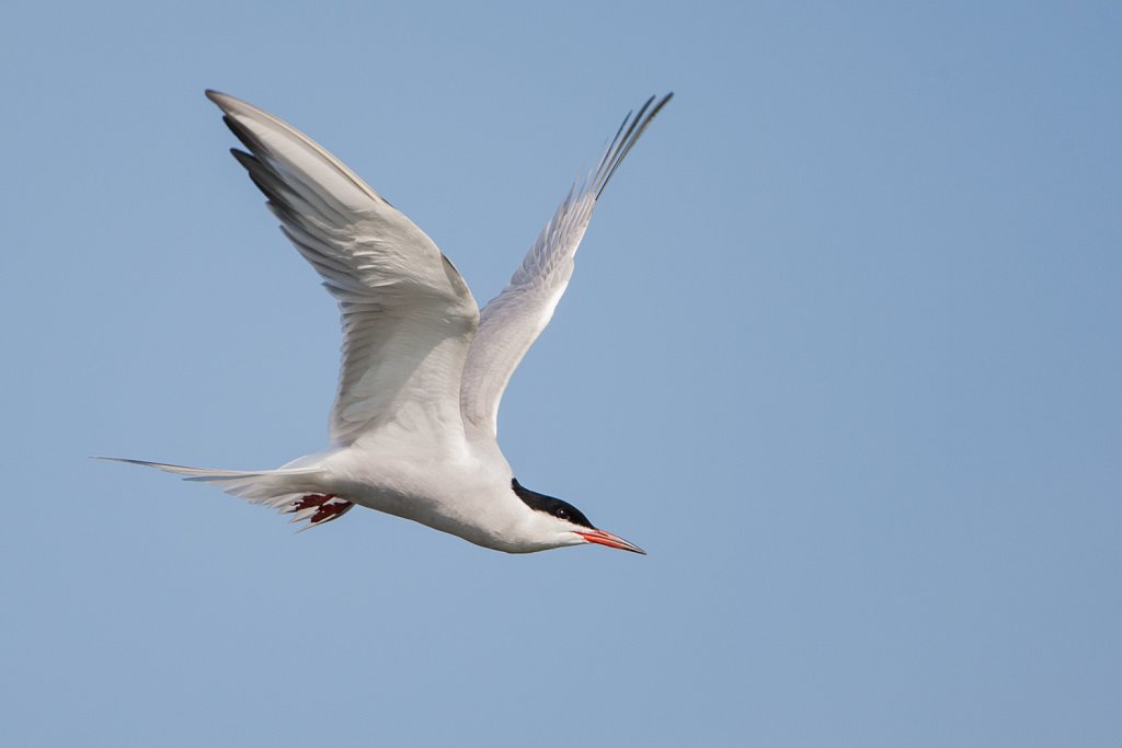 Visdief_Sterna hirundo