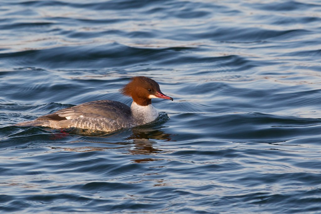 Grote zaagbek_Mergus merganser_vrouwtje