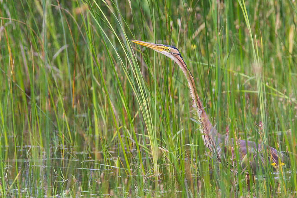 Purperreiger_Ardea purpurea