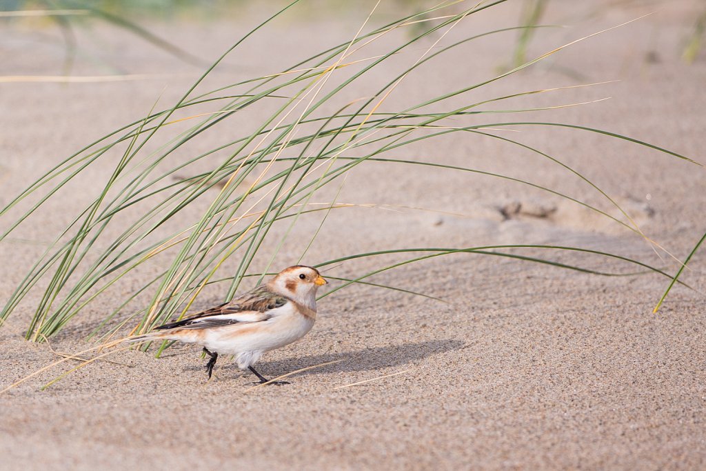 Sneeuwgors_Plectrophenax nivalis