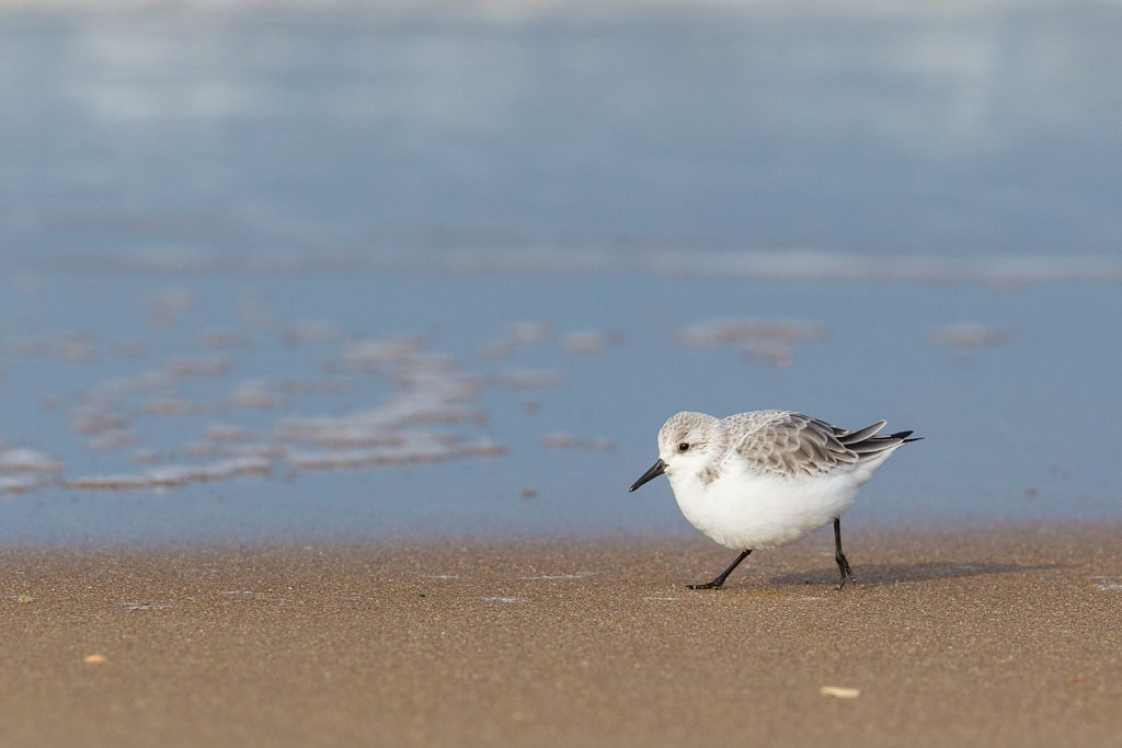 Drieteenstrandloper_Calidris alba