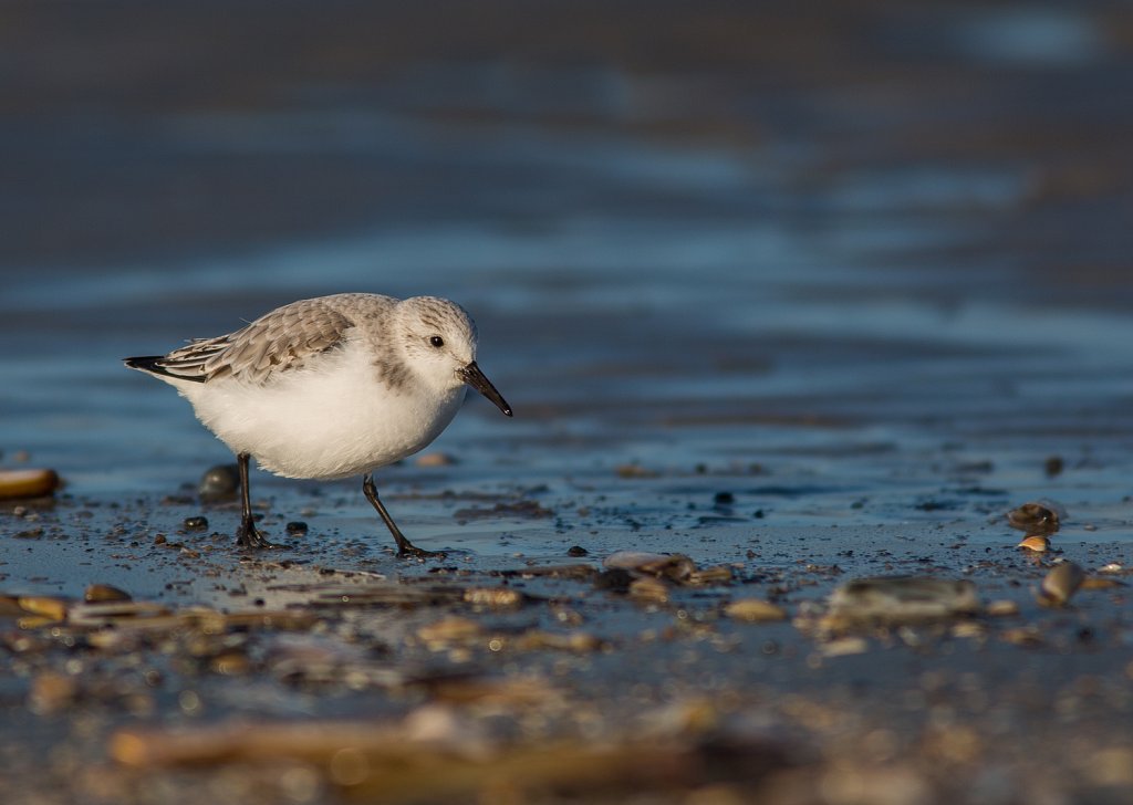 Drieteenstrandloper_Calidris alba-