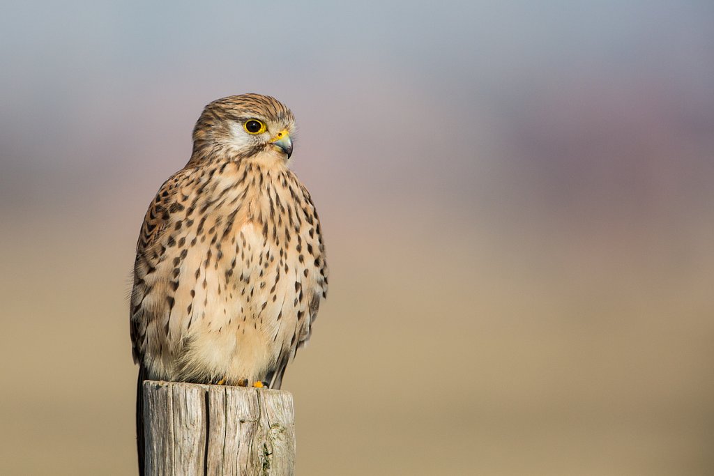 Torenvalk_Falco tinnunculus