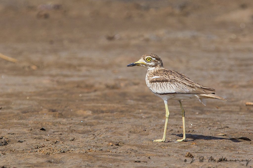 Senegal thick-knee_Senegalese griel_Burhinus senegalensis