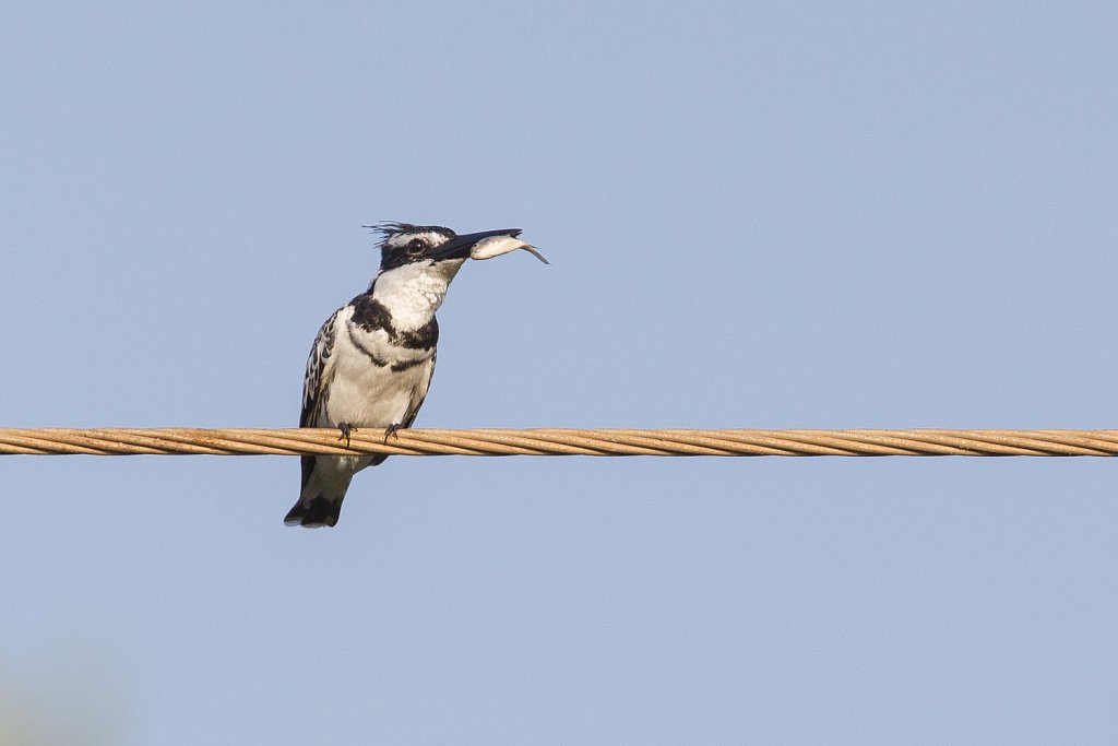 Pied kingfisher_Bonte ijsvogel_Ceryle rudis