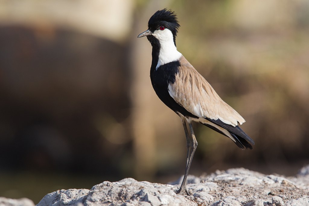 Spur-winged Lapwing_Spoorkievit_Vanellus spinosus