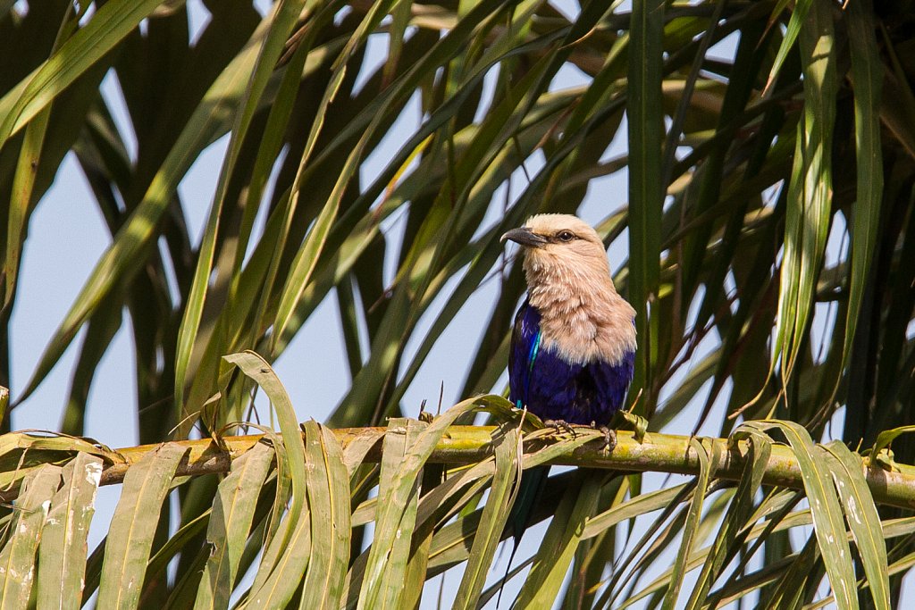 Blue-bellied roller_Blauwbuikscharrelaar_Coracias cyanogaster