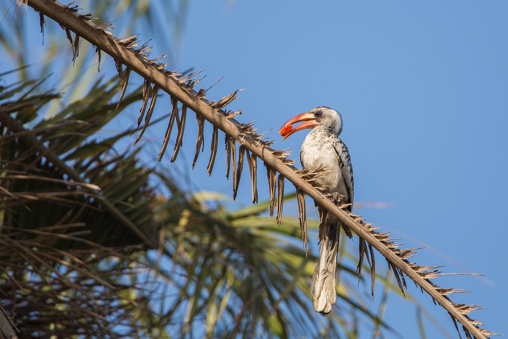 Red-billed hornbill_Westelijke roodsnaveltok_Tochus kempi