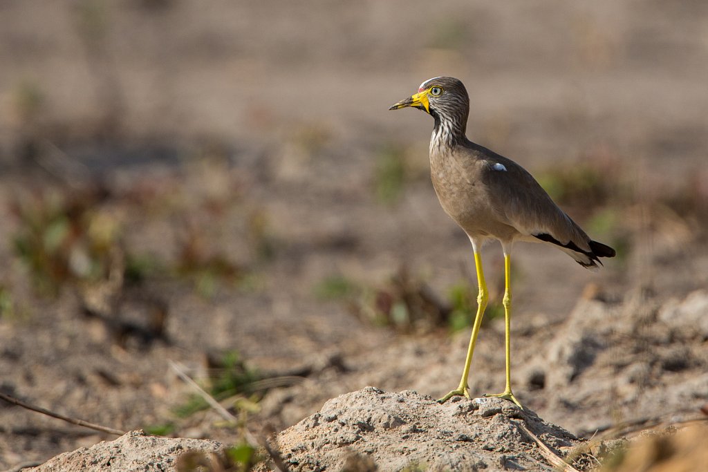 African Wattled lapwing_Lelkieviet_Vanellus senegallus