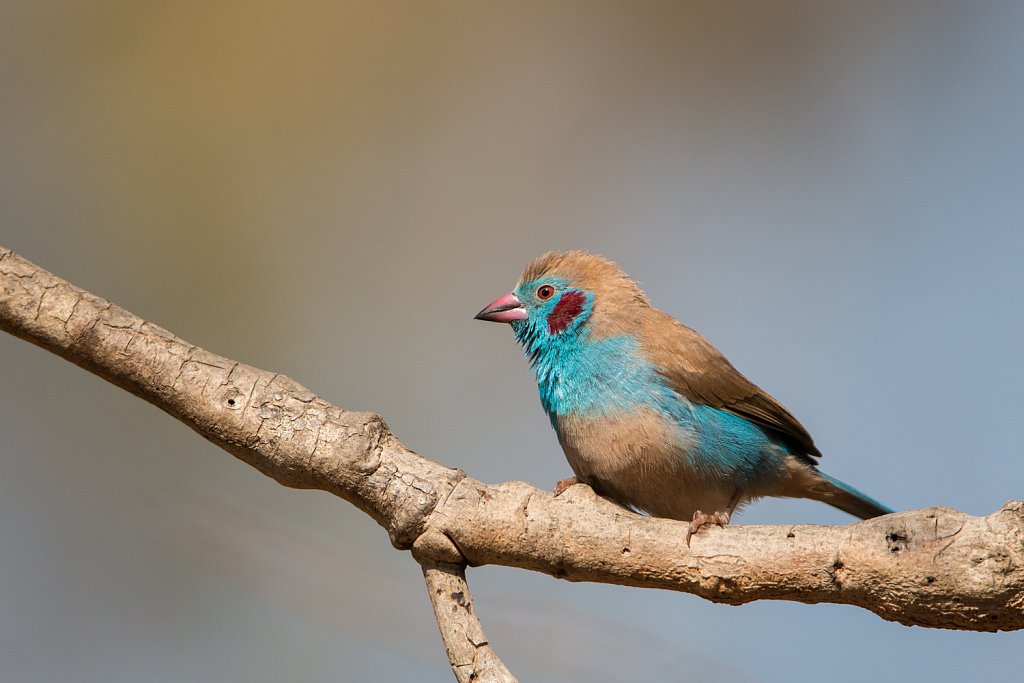 Red-cheeked Cordon-bleu_Blauwfazantje_Uraeginthus bengalus