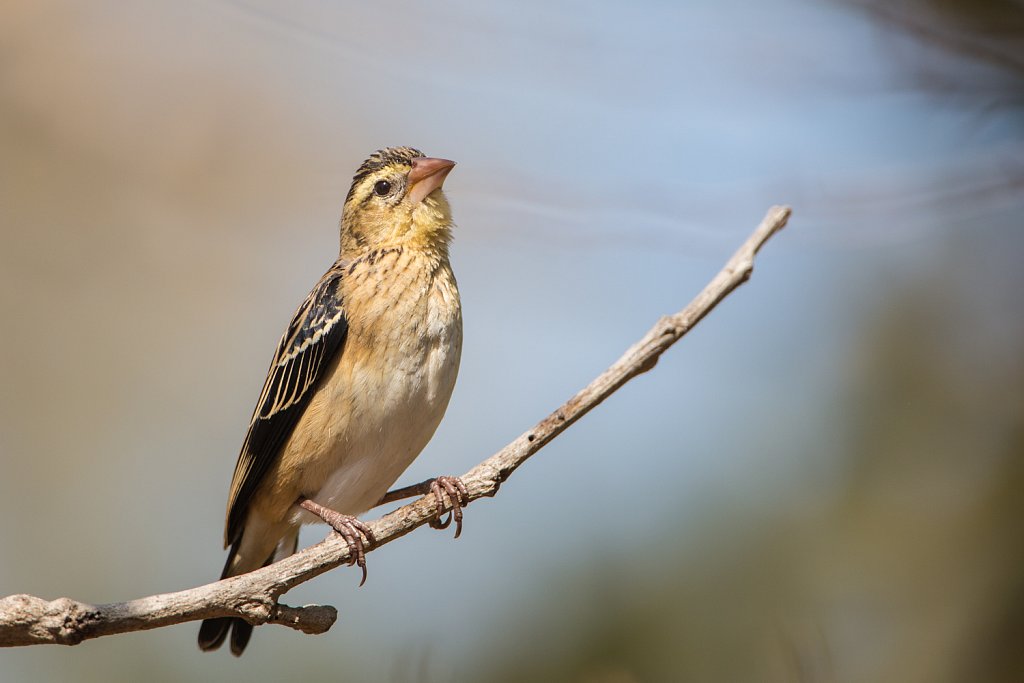 Red-collared widowbird_Euplectes ardens_non br.male cf