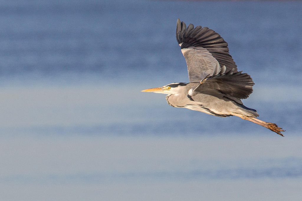 Blauwe reiger_Ardea cinerea