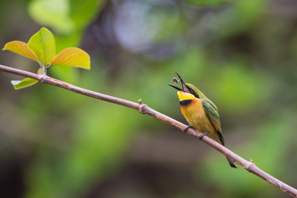 Little bee-eater_Dwergbijeneter_Merops pusillus