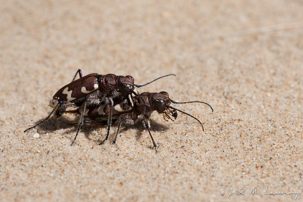 Basterdzandloopkever-Cicindela hybrida