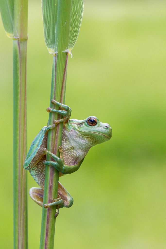 Boomkikker_Hyla arborea