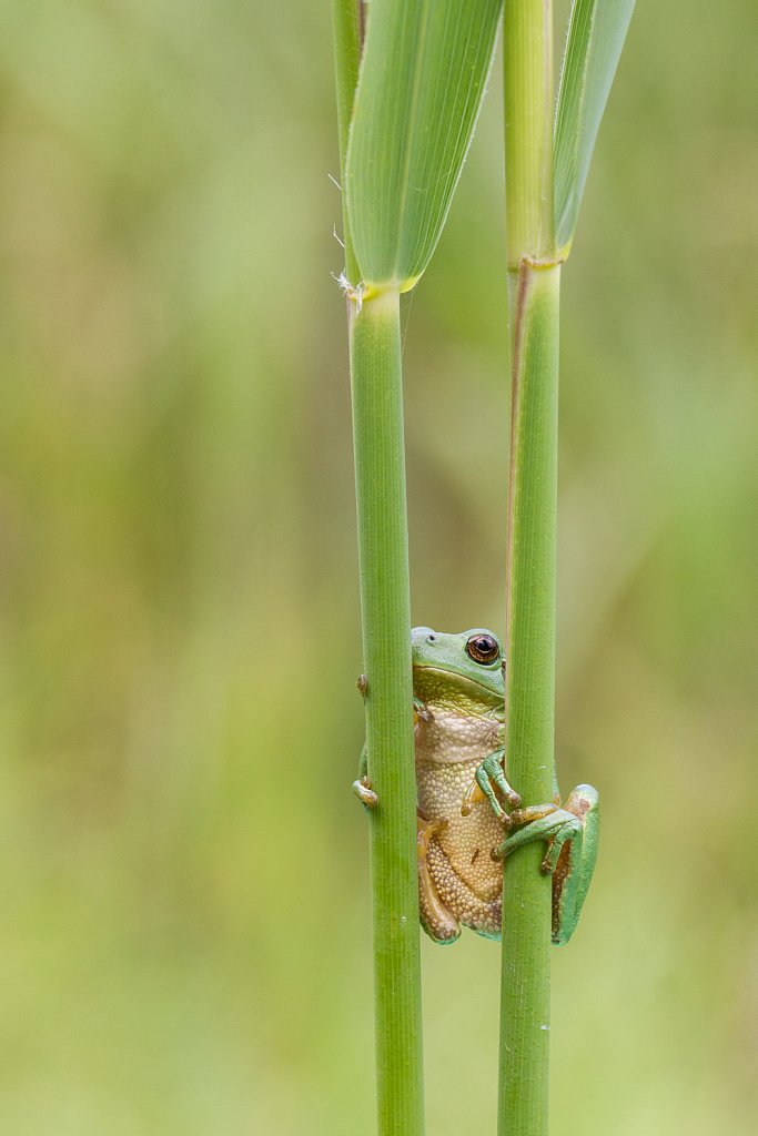 Boomkikker_Hyla arborea