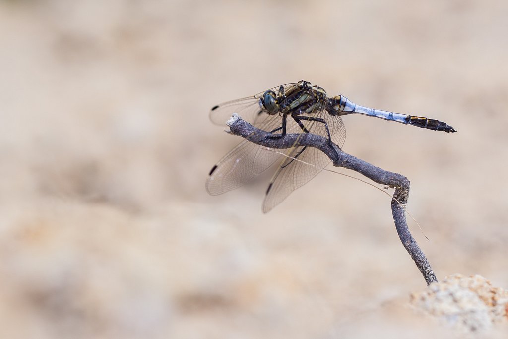 Witpuntoeverlibel_Orthetrum albistylum