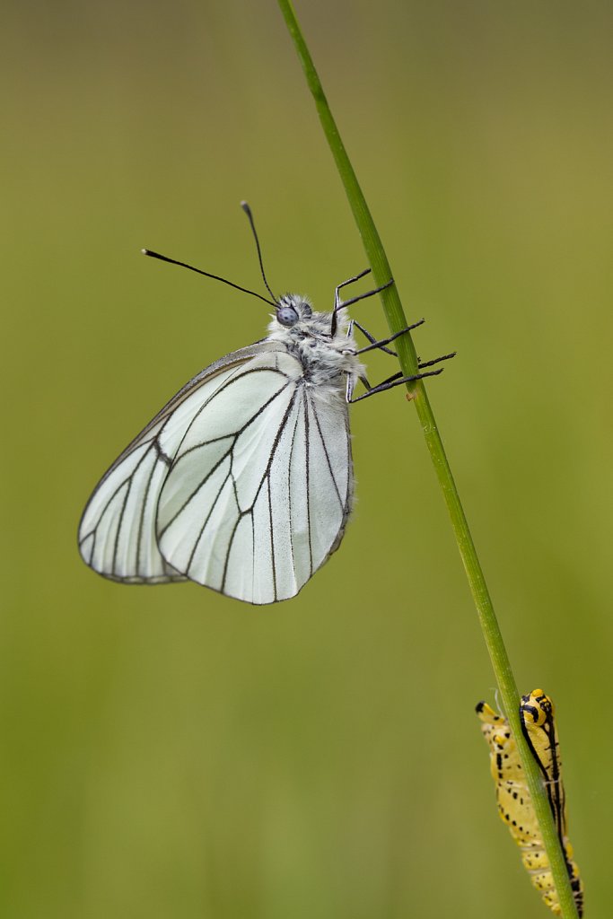 Groot geaderd witje_Aporia crataegi