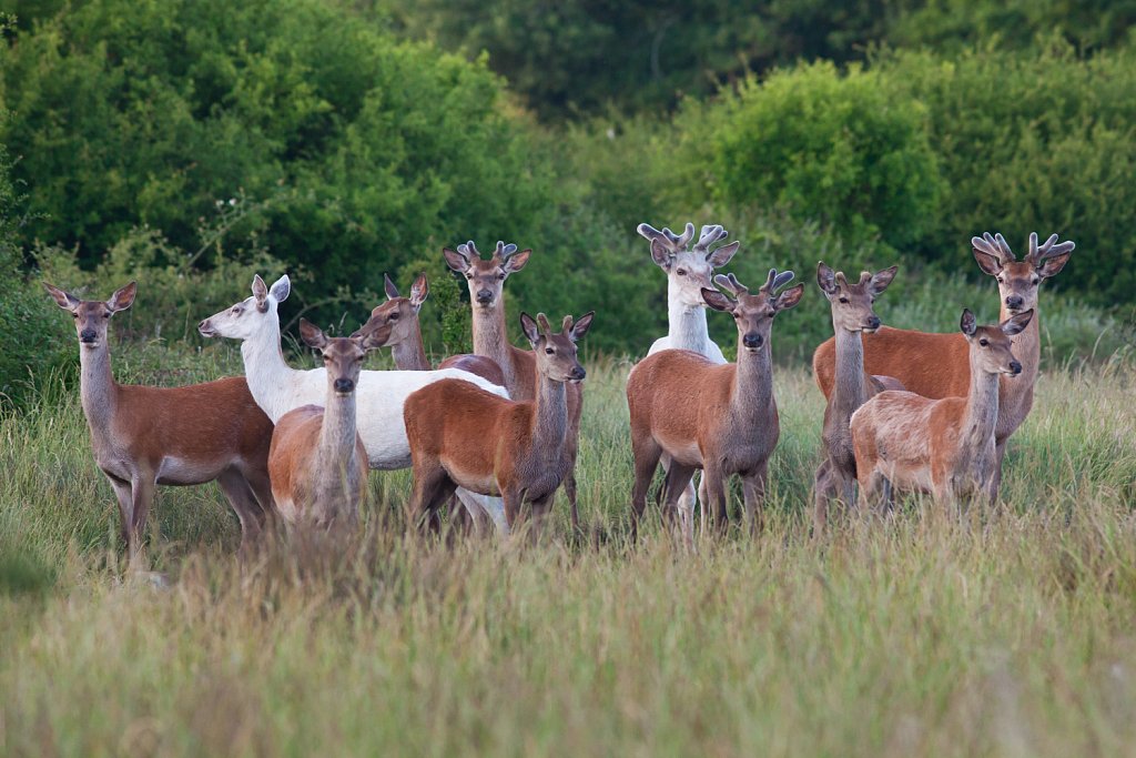 Edelhert_Cervus elaphus