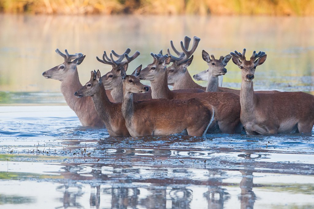 Edelhert_Cervus elaphus