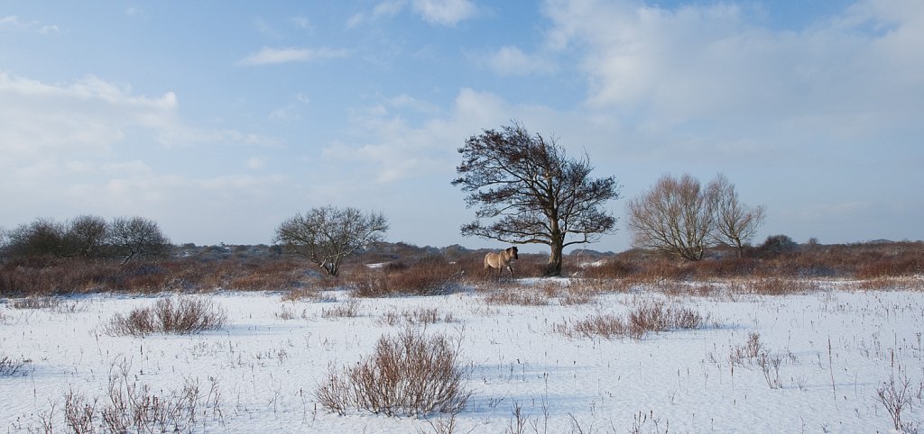 Eenzaam paard.