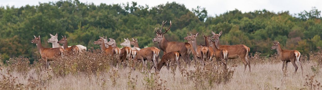 Edelhert_Cervus elaphus