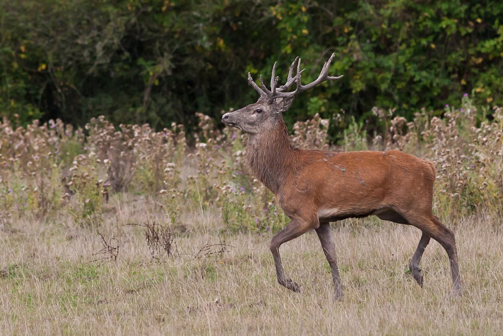 Edelhert_Cervus elaphus