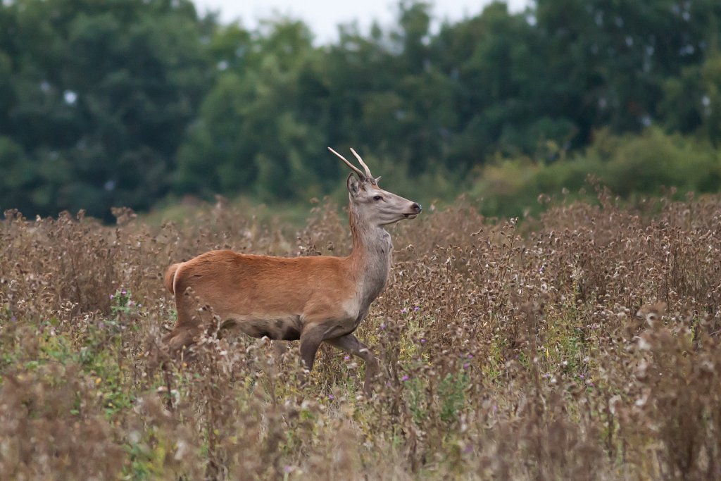 Edelhert_Cervus elaphus