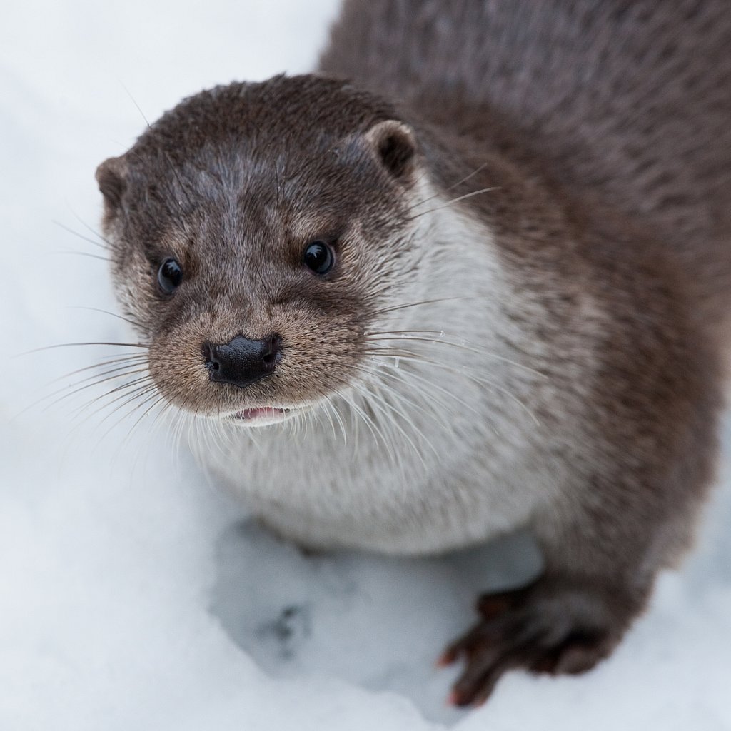 Otter-Lutra lutra