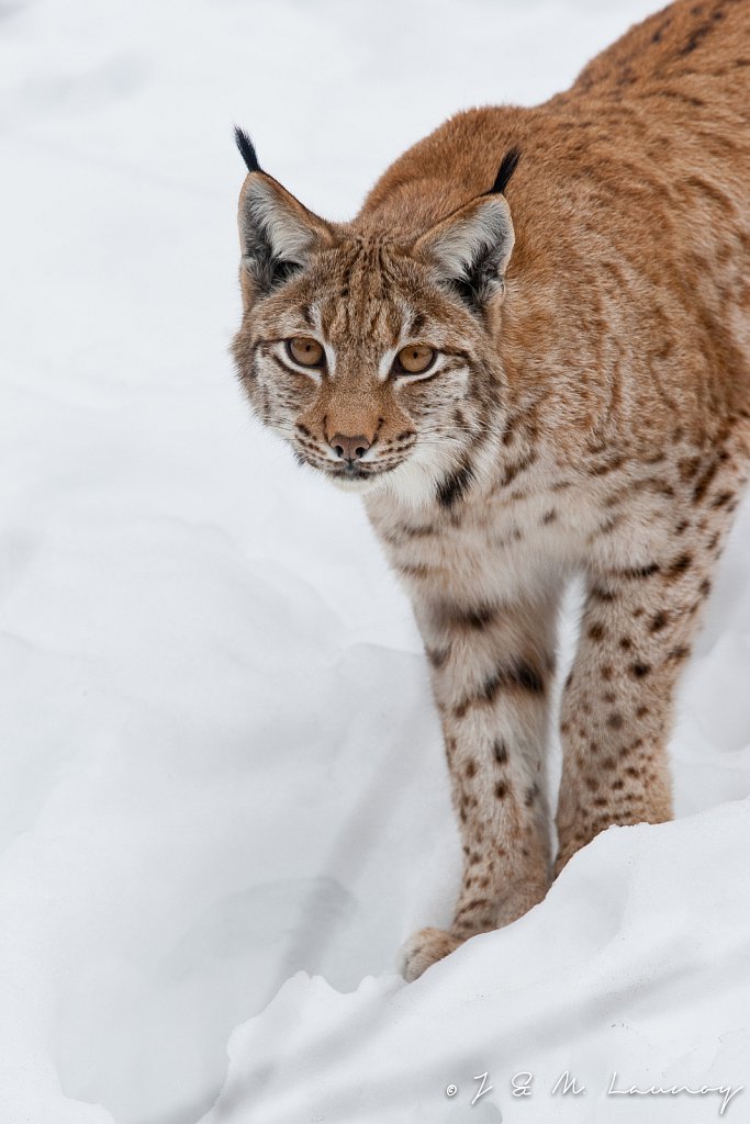 Lynx-Lynx-lynx-30319.jpg