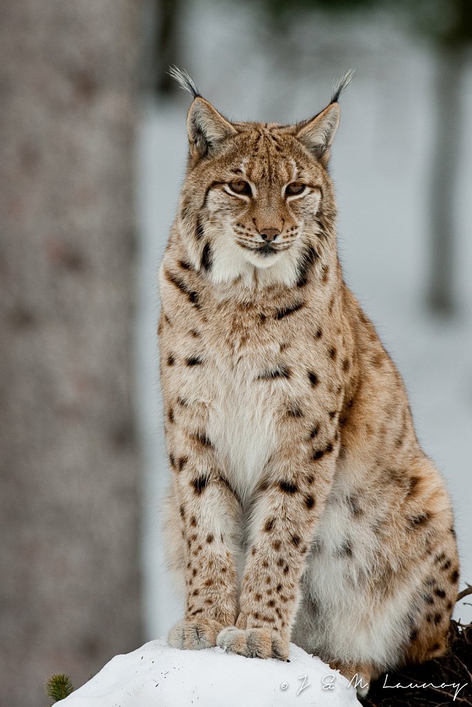 Lynx-Lynx-lynx-5670.jpg