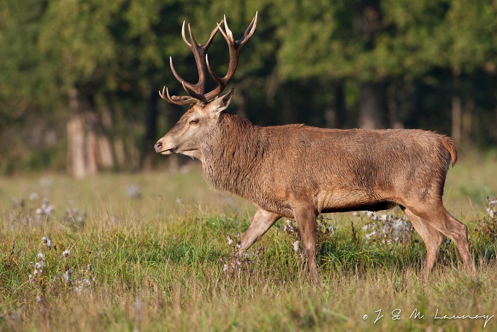 Edelhert-Cervus-elaphus-7429.jpg